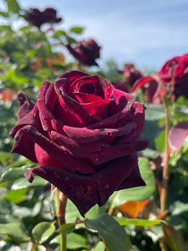 京成バラ園に投稿された画像（2024/5/18）