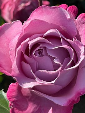 京成バラ園に投稿された画像（2024/5/18）