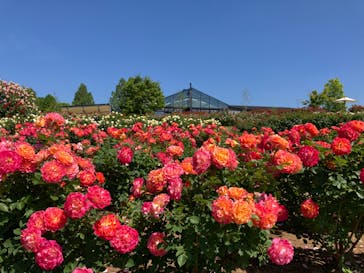 いばらきフラワーパークに投稿された画像（2024/5/18）