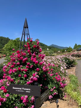 いばらきフラワーパークに投稿された画像（2024/5/18）