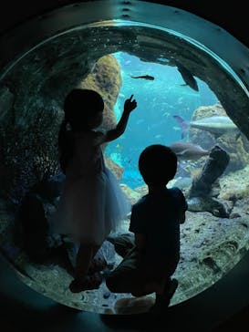 新江ノ島水族館に投稿された画像（2024/5/18）