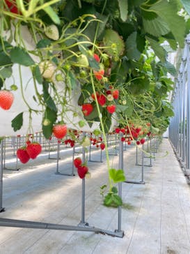 ICHIGOHOUSE.MITAKAに投稿された画像（2024/5/18）