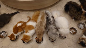 猫カフェモカ　イオンモール幕張新都心店に投稿された画像（2024/5/18）