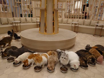 猫カフェモカ　イオンモール幕張新都心店に投稿された画像（2024/5/18）