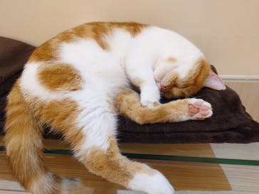 猫カフェモカ　イオンモール幕張新都心店に投稿された画像（2024/5/18）