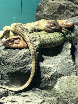 サンシャイン水族館に投稿された画像（2024/5/18）