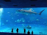 沖縄美ら海水族館に投稿された画像（2024/5/18）
