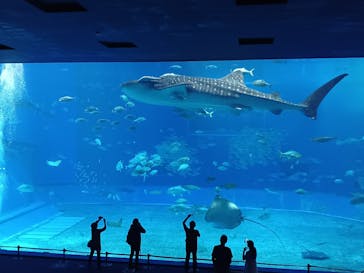 沖縄美ら海水族館に投稿された画像（2024/5/18）