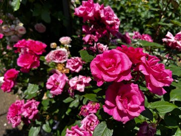 浜名湖花博2024に投稿された画像（2024/5/18）