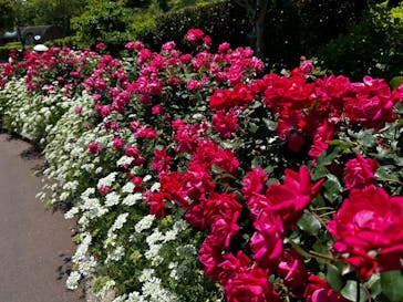 浜名湖花博2024に投稿された画像（2024/5/18）