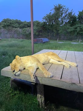 那須サファリパークに投稿された画像（2024/5/18）