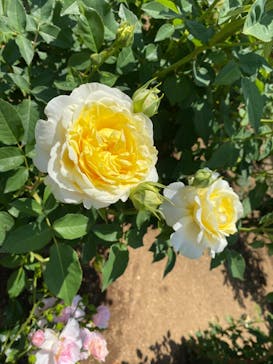 いばらきフラワーパークに投稿された画像（2024/5/18）