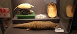 特別展「大哺乳類展３－わけてつなげて大行進」に投稿された画像（2024/5/18）