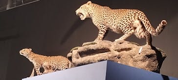 特別展「大哺乳類展３－わけてつなげて大行進」に投稿された画像（2024/5/18）