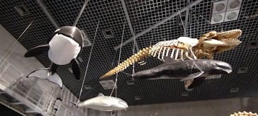 特別展「大哺乳類展３－わけてつなげて大行進」に投稿された画像（2024/5/18）