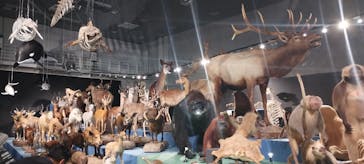特別展「大哺乳類展３－わけてつなげて大行進」に投稿された画像（2024/5/18）