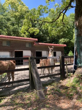 野外民族博物館 リトルワールドに投稿された画像（2024/5/18）