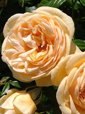 浜名湖花博2024に投稿された画像（2024/5/18）