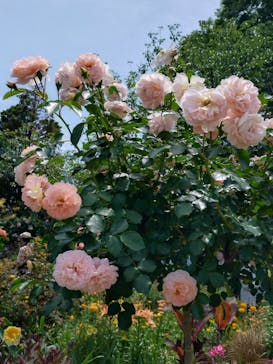 浜名湖花博2024に投稿された画像（2024/5/18）