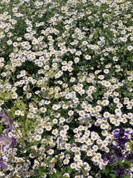 浜名湖花博2024に投稿された画像（2024/5/18）