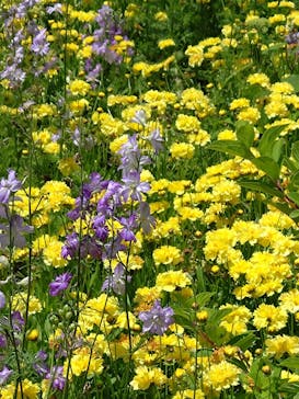 浜名湖花博2024に投稿された画像（2024/5/18）