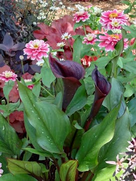 浜名湖花博2024に投稿された画像（2024/5/18）