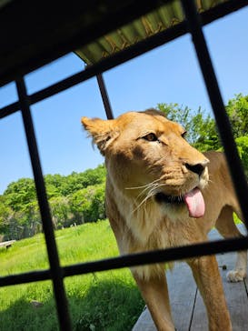 那須サファリパークに投稿された画像（2024/5/18）