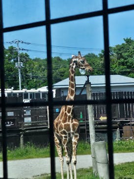 那須サファリパークに投稿された画像（2024/5/18）