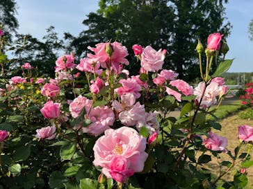 いばらきフラワーパークに投稿された画像（2024/5/18）