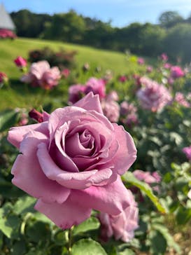 いばらきフラワーパークに投稿された画像（2024/5/18）