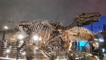 福井県立恐竜博物館に投稿された画像（2024/5/18）