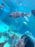 沖縄美ら海水族館に投稿された画像（2024/5/18）