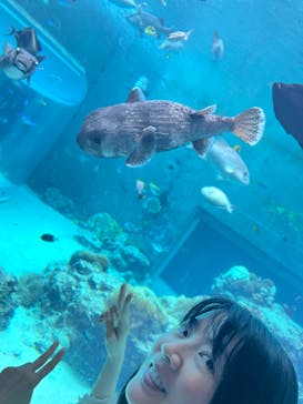 沖縄美ら海水族館に投稿された画像（2024/5/18）