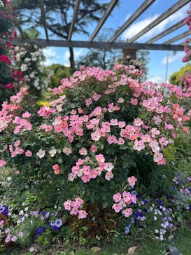 横浜イングリッシュガーデンに投稿された画像（2024/5/18）