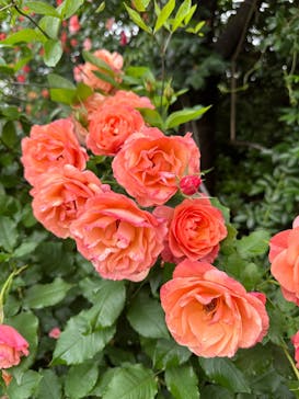 横浜イングリッシュガーデンに投稿された画像（2024/5/18）