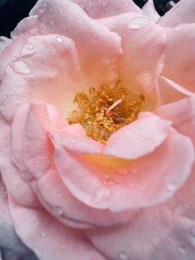 横浜イングリッシュガーデンに投稿された画像（2024/5/18）