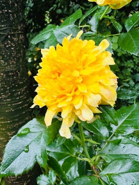 横浜イングリッシュガーデンに投稿された画像（2024/5/18）