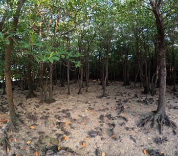 石垣島 ADVENTURE PiPi（イシガキジマアドベンチャーピピ）に投稿された画像（2024/5/18）