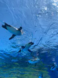 サンシャイン水族館に投稿された画像（2024/5/18）