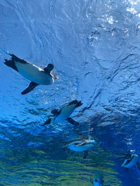 サンシャイン水族館に投稿された画像（2024/5/18）