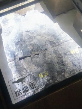 福井県立恐竜博物館に投稿された画像（2024/5/18）