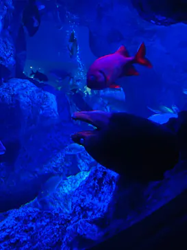 すみだ水族館に投稿された画像（2024/5/18）