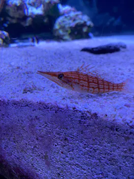 すみだ水族館に投稿された画像（2024/5/18）