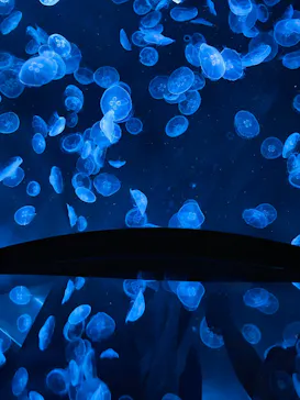 すみだ水族館に投稿された画像（2024/5/18）