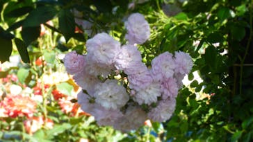 横浜イングリッシュガーデンに投稿された画像（2024/5/18）