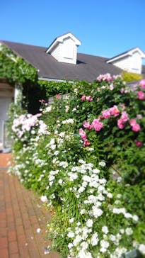 横浜イングリッシュガーデンに投稿された画像（2024/5/18）