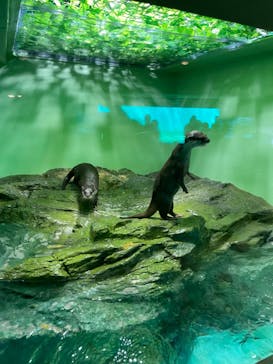 しながわ水族館に投稿された画像（2024/5/18）