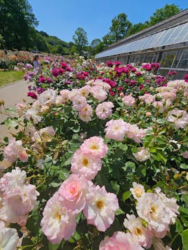 いばらきフラワーパークに投稿された画像（2024/5/18）