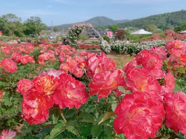 いばらきフラワーパークに投稿された画像（2024/5/18）