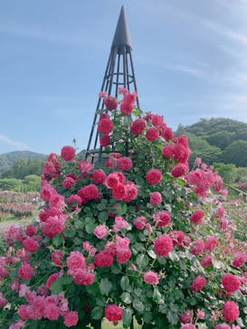 いばらきフラワーパークに投稿された画像（2024/5/18）